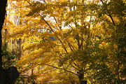 Brilliant orange of sunlight autumn trees.