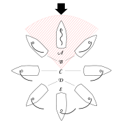 The points of sail. A. In Irons (into the wind) B. Close Hauled C. Beam Reach  D. Broad Reach E. Running