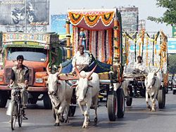 Draft Zebus in Mumbai, India.