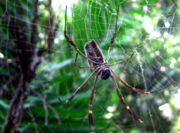 The golden silk orb-weaver is among the more common of Venezuela's arthropods.