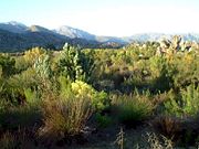 Fynbos, a floral kingdom unique to South Africa, is found near Cape Town