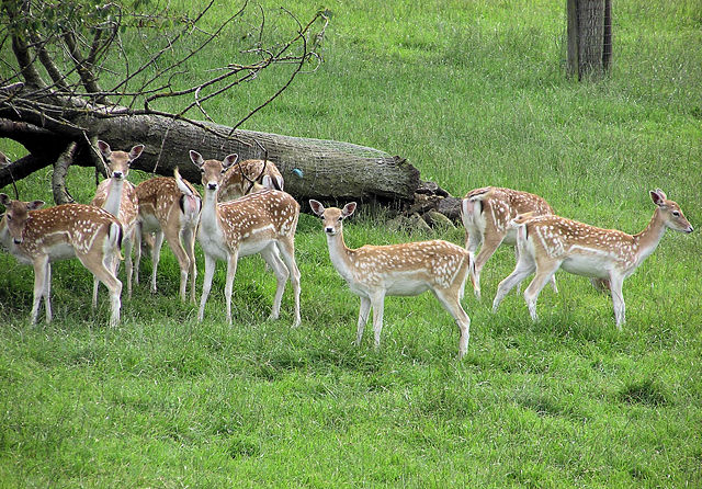 Image:Fallow deer arp.jpg