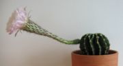 Blooming Echinopsis. The flower opens towards evening and dies the following morning.