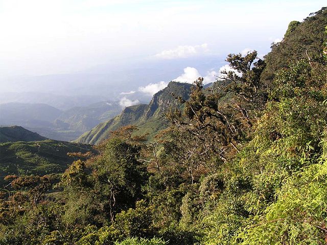 Image:Srilankamountainforest.jpg