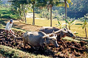 Ploughing rice paddies with water buffalo, in Indonesia.