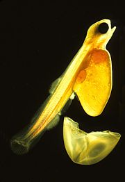 A newly hatched Atlantic salmon alevin which, in around 24 hours, will absorb the yolk sack and become a fry