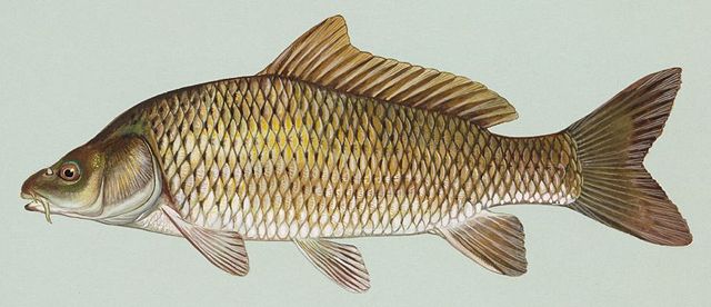 Image:Common carp.jpg