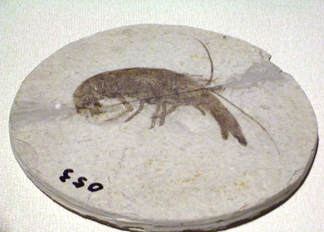 Image:Cricoidoscelosus aethus.JPG