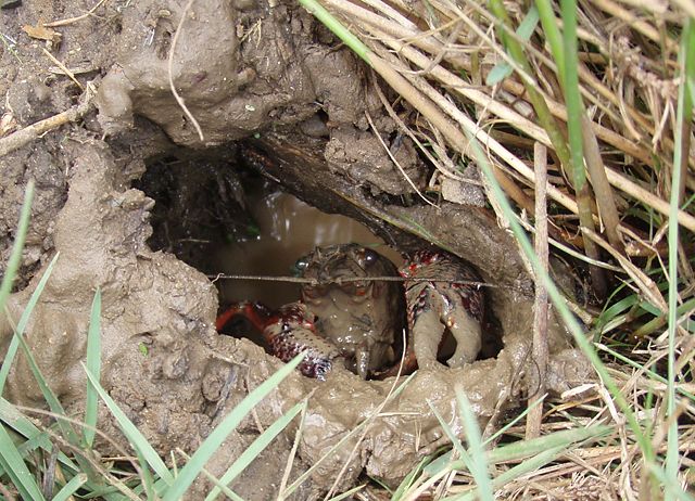 Image:Burrowing Crayfish in his burrow.jpg