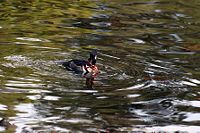 Not only people like crayfish. A Male Hooded Merganserlikes them too