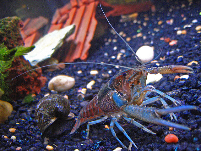 Image:Pet-crayfish-(Clippy-II)-in-freshwater-aquarium-with-apple-snail.jpg