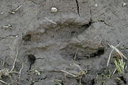 Red deer tracks.