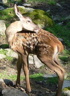 Red deer fawn