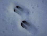 Roed Deer tracks.