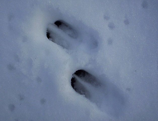 Image:Roe deer track03.jpg