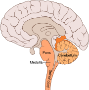 The location and anatomy of the bulbar region (in orange)