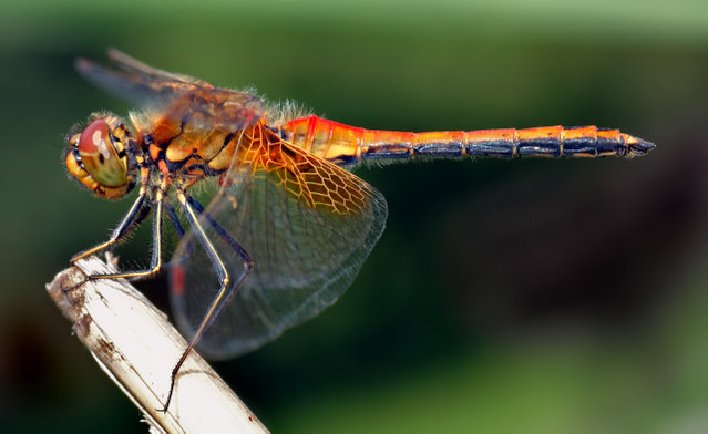 Image:Sympetrum flaveolum - side (aka).jpg