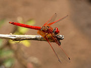 Kirby's Dropwing (Trithemis kirbyi) in Tsumeb, Namibia.