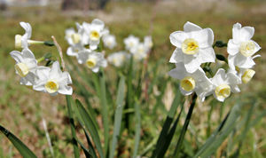 Jonquil flowers.