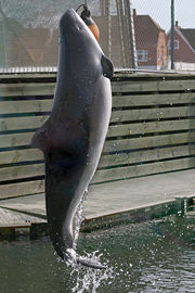 A Harbour Porpoise at an aquarium. In the wild, porpoises rarely jump out of the water.