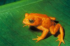 Golden Toad, Bufo periglenes