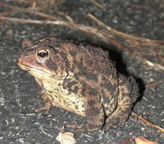 American Toad, Bufo americanus