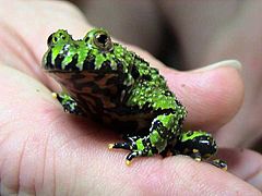 Oriental Fire-bellied Toad, Bombina orientalis