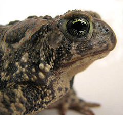 American Toad Bufo americanus