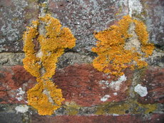 Crustose and foliose lichens on a wall