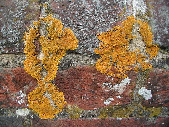 Image:N2 Lichen.jpg