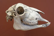 A sheep's skull