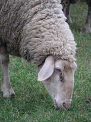 A ewe grazing