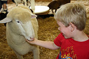 Sheep often come to associate people with food.