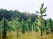 Commercial planting of young Longleaf Pine (Pinus palustris)