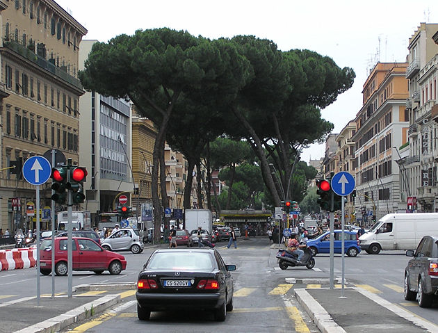 Image:Umbrella.pine.in.rome.arp.jpg