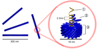 Diagram of a helical capsid