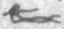 The Ebola virus