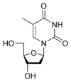 The true DNA base thymidine