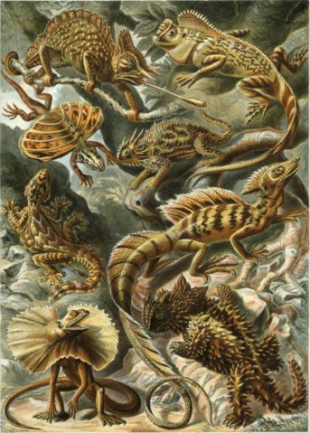 Image:Haeckel Lacertilia.jpg