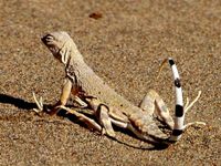 Zebra-tailed Lizard, Callisaurus draconoides