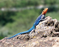 Red-headed rock agama, Agama agama