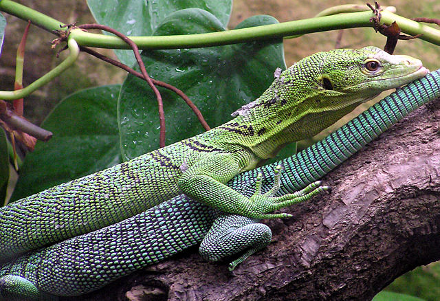 Image:Green.tree.monitor.lizard.arp.jpg