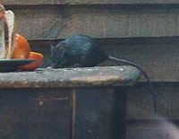 Black Rat (Rattus rattus)