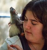 A domesticated rat, trained to stay on its owner's shoulder.