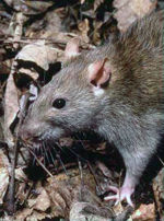 Brown Rat (Rattus norvegicus)