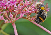 Buff-Tailed bumblebee, Bombus terrestris