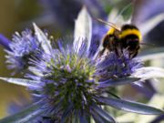 Bumblebee on Sea Holly.