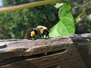 Bumblebee with a load of pollen