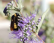 Bombus pensylvanicus