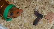 A female Teddy Bear Hamster with her two pups, who are less than one week old.